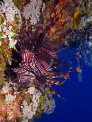 Love the contrast of this lionfish with the blue backgrou... by Alex Tattersall 